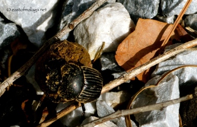 Dung beetle, Spain