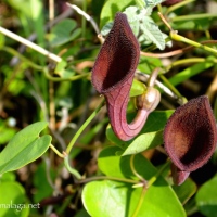 Wildflowers of Andalucía: Dutchman's Pipe