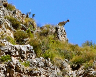 Mountain goat near Canillas de Aceituno