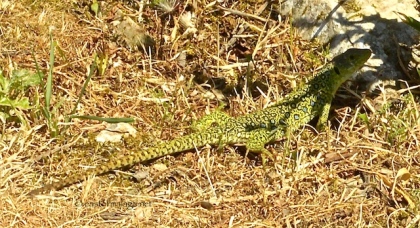 Lizard spotted at El Torcal
