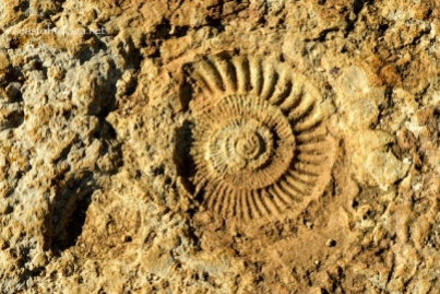 Ammonite fossil at El Torcal