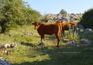Cattle at El Torcal, Antequera