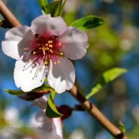 It's Almond Blossom time in Andalucía!